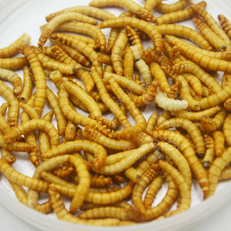 10g/50g Freeze-dried Mealworm Ant Food Nutritious Protein Ant Farm Accessories Anthill Workshop Pet Hamster Fish Bird Snack Food