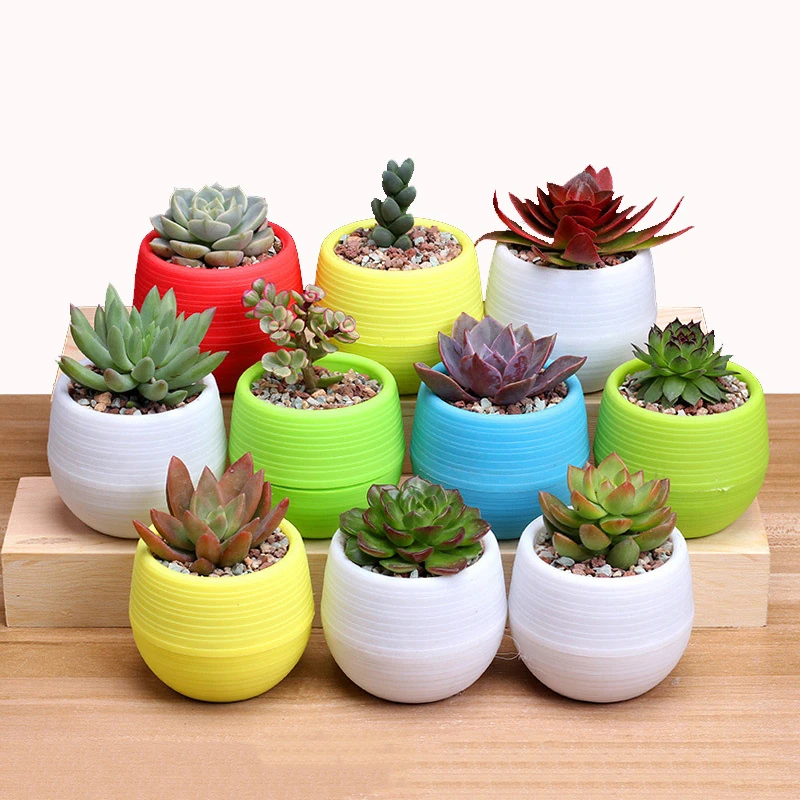 lovely Colorful flower pots planters for succulents indoor herb mini potted plants for office decoration garden home accessories