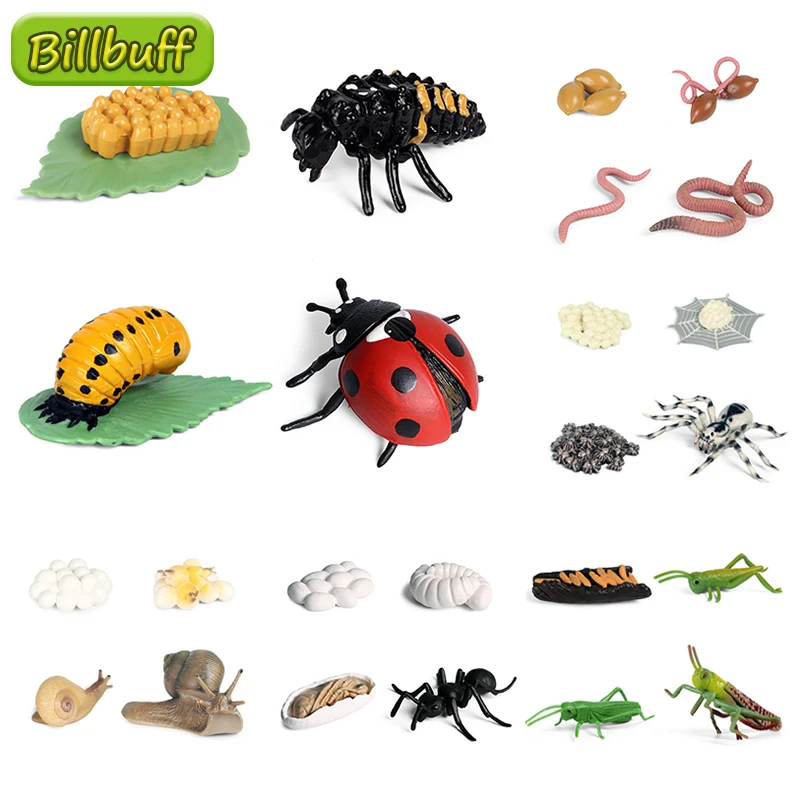 Sea Turtle Growth Cycle Snails Ladybug Earthworm Life Cycle Models Simulation Animal Model Action Figures Teaching Material Toys