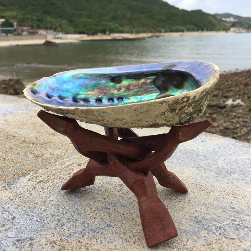 Natural New Zealand Abalone Shell Big Conch DIY Home Decoration Aquarium Landscaping Wedding Landscape Decoraition Crafts Gift