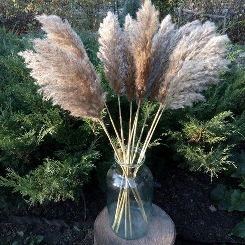 60cm Pampas Grass Dried Flower Reed Wedding Decoration Hay Autumn Home Natural Decoration Bouquet Retro Flower