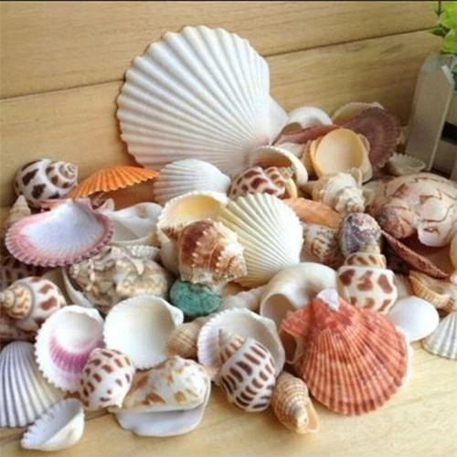 100g/bag Mixed Sea Beach Conch Shells Crafts Seashells Mini Natural Conch Corn Screw DIY Aquarium Landscape Decor Photo Props