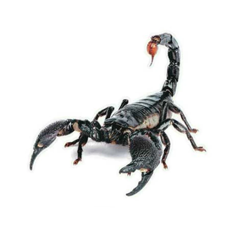 3D PVC Car Sticker Lizard Scorpion Spider Car Body Window Sticker Decal Car Styling