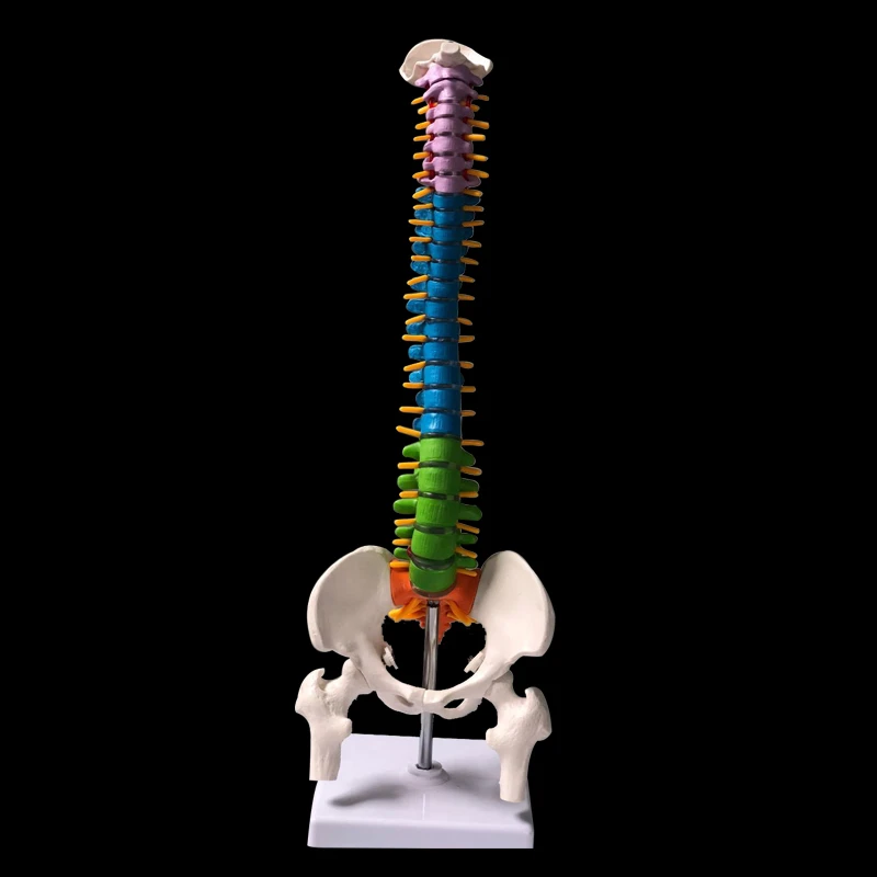 45CM Color Human Spine with Pelvic Model Human Anatomical Anatomy Spine Medical Model School Medical teaching supplies