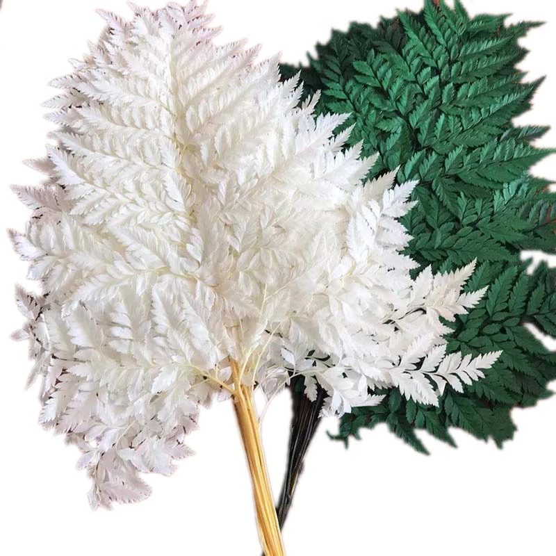 10PCS/lot Dry Natural Fresh Preserved Plant Fiddlehead Ferns,Eternal Dried Arachniodes Leaves,Home Decor,Wedding Decoration