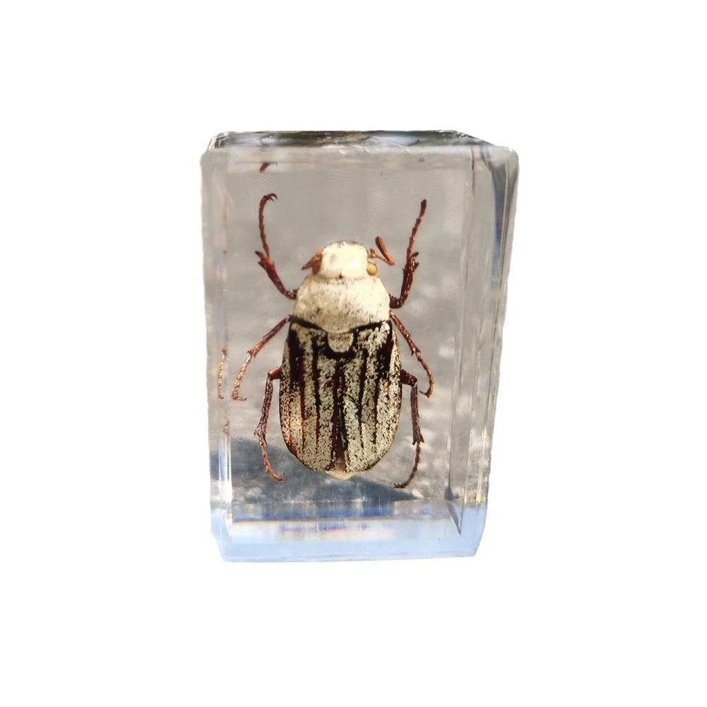 Rectangular Insects Crystal Fly Cicada Uang Stone Ornament Pendant Decorations DIY Crafts Gift Biology Teaching Specimens Beetle