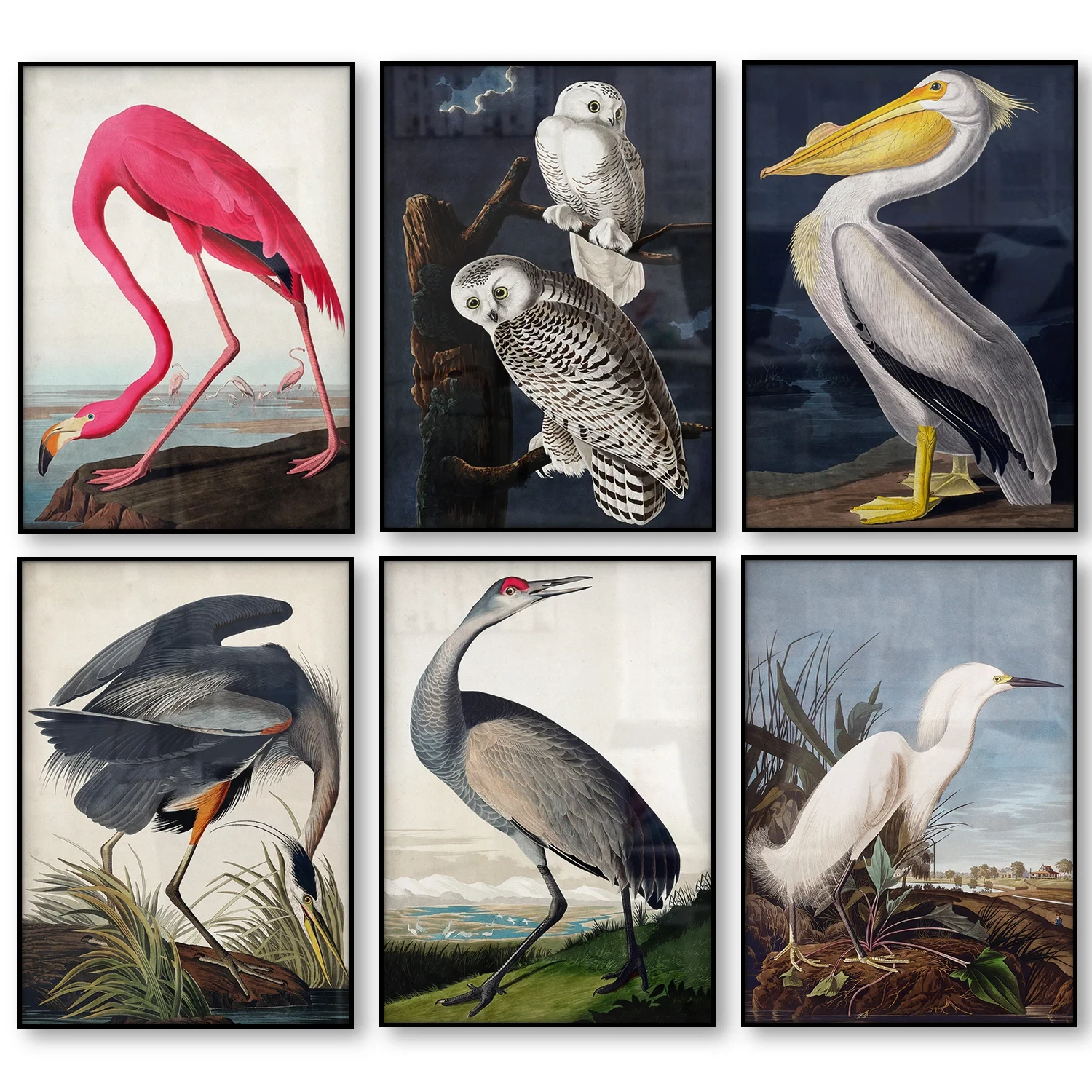 Vintage Bird Canvas Print Audubon Bird Posters Pink Flamingo Snowy Owl Pelican Blue Heron White Egret Canvas Painting Wall Art