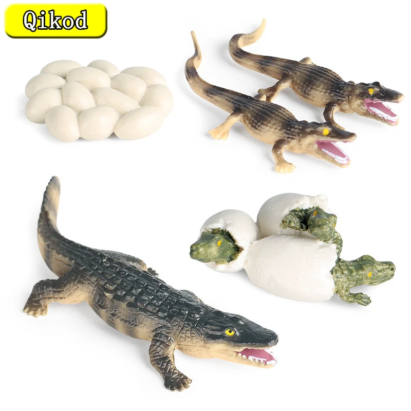 New Simulation Animals Crocodile Growth Cycle Action Figures Model Cute Kids Gift Educational Cognitive Collection Children Toys